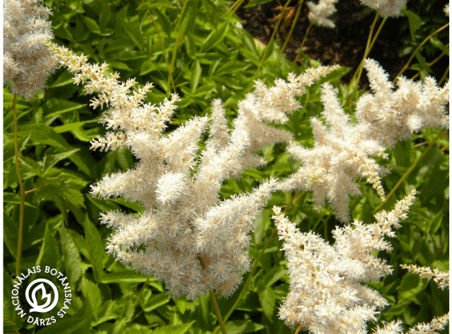 Astilbe koreana   'Pink'